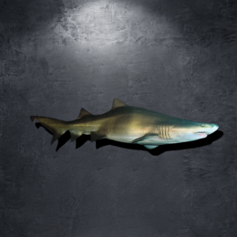 metal shark sculpture wall sharks