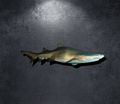 metal shark sculpture wall sharks
