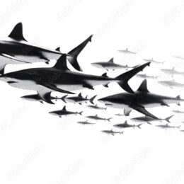 School of Sharks